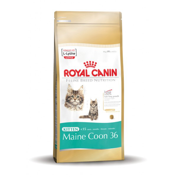 Kitten Maine Coon 4kg rccb